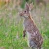 European Rabbit Diamond Paintings