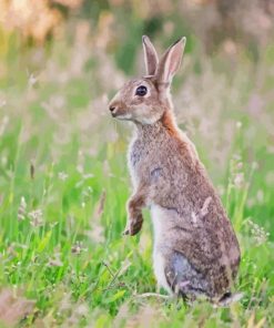 European Rabbit Diamond Paintings