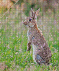 European Rabbit Diamond Paintings