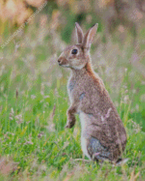 European Rabbit Diamond Paintings