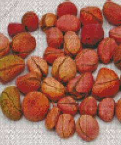 Kola Nuts Diamond Paintings