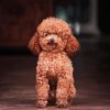 Miniature Poodle Diamond Paintings