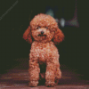 Miniature Poodle Diamond Paintings