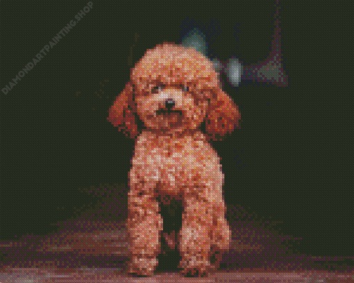 Miniature Poodle Diamond Paintings