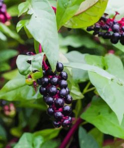 Pokeweeds Berries Diamond Paintings