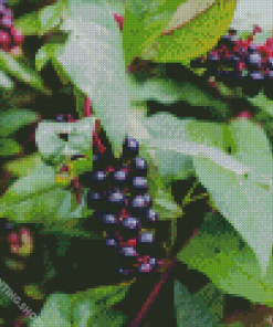 Pokeweeds Berries Diamond Paintings