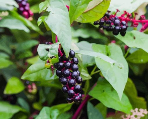 Pokeweeds Berries Diamond Paintings