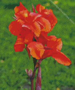 Canna Lily Flower Diamond Paintings