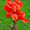 Canna Lily Flower Diamond Paintings