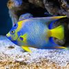 Saltwater Angelfish Diamond Paintings