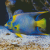 Saltwater Angelfish Diamond Paintings