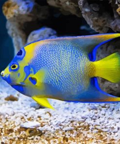 Saltwater Angelfish Diamond Paintings