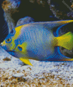 Saltwater Angelfish Diamond Paintings