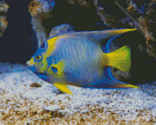 Saltwater Angelfish Diamond Paintings