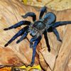 Tarantula Spider Diamond Paintings