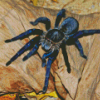 Tarantula Spider Diamond Paintings