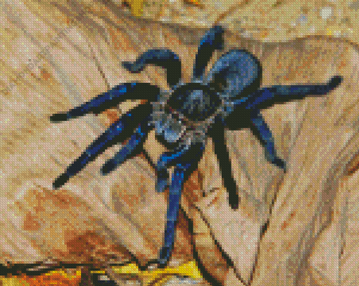 Tarantula Spider Diamond Paintings