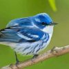 Cerulean Warbler Diamond Paintings