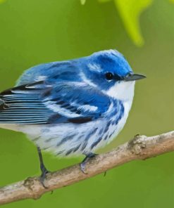 Cerulean Warbler Diamond Paintings