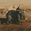 Peccary Animal Diamond Paintings