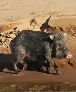 Peccary Animal Diamond Paintings