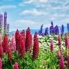 Pink Lupines Field Diamond Paintings