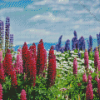 Pink Lupines Field Diamond Paintings