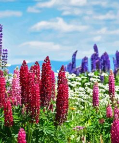 Pink Lupines Field Diamond Paintings