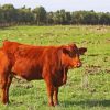 Red Baby Cattle Diamond Paintings