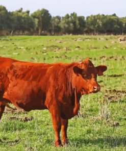 Red Baby Cattle Diamond Paintings