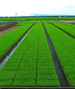 Sekinchan Paddy Fields Diamond Paintings