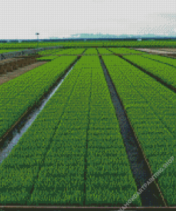 Sekinchan Paddy Fields Diamond Paintings