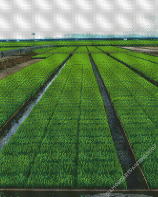 Sekinchan Paddy Fields Diamond Paintings