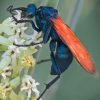 Tarantula Hawk Spider Diamond Paintings