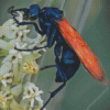 Tarantula Hawk Spider Diamond Paintings