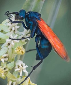 Tarantula Hawk Spider Diamond Paintings