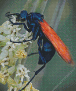 Tarantula Hawk Spider Diamond Paintings