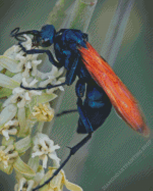 Tarantula Hawk Spider Diamond Paintings