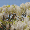 Wisteria Tree Diamond Paintings