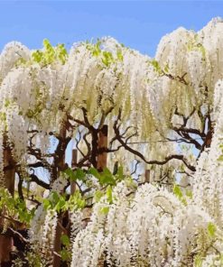 Wisteria Tree Diamond Paintings