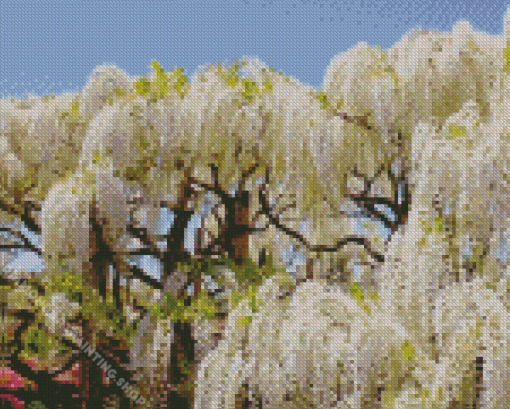 Wisteria Tree Diamond Paintings