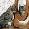 Cat In The Mirror Diamond Paintings