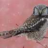 Northern Hawk Owl Diamond Paintings