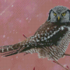 Northern Hawk Owl Diamond Paintings