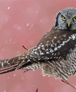 Northern Hawk Owl Diamond Paintings