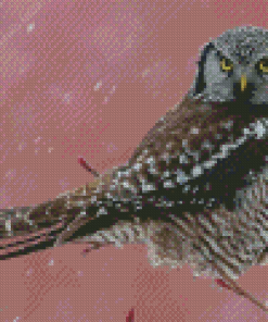 Northern Hawk Owl Diamond Paintings