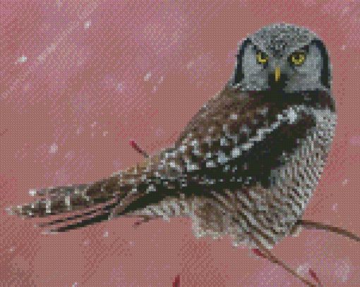 Northern Hawk Owl Diamond Paintings