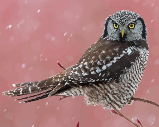 Northern Hawk Owl Diamond Paintings