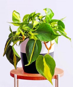 Philodendron Diamond Paintings