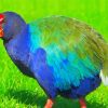 Takahe Diamond Paintings